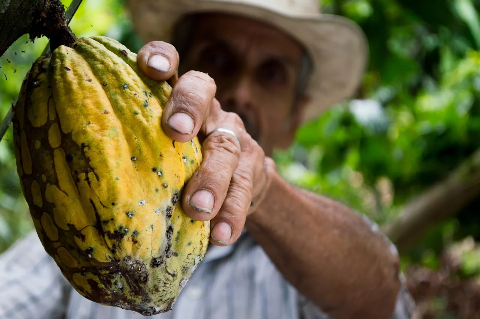 El Cacao de la Paz