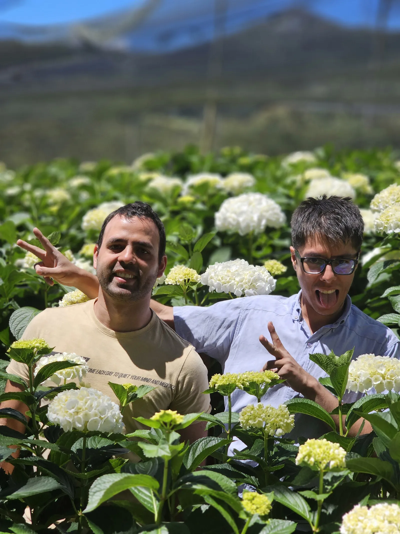 Orquídeas, pájaros y hortensias